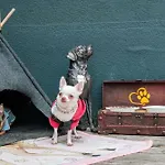 Chihuahua's Oetscher Apartment, But People Are Also Very Welcome In Our Eco-friendly Resort! * Лаккенхоф