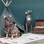 Chihuahua's Oetscher Apartment, But People Are Also Very Welcome In Our Eco-friendly Resort! Apartment Lackenhof