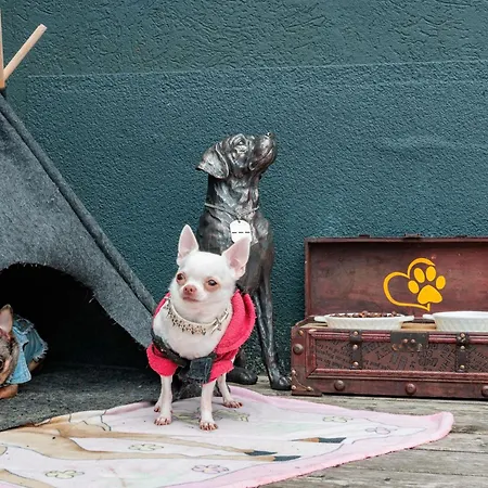 Chihuahua's Oetscher Apartment, But People Are Also Very Welcome In Our Eco-friendly Resort! * Lackenhof