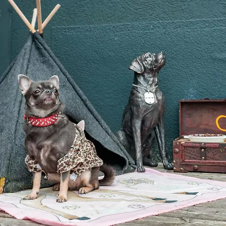 Chihuahua's Oetscher Apartment, But People Are Also Very Welcome In Our Eco-friendly Resort! Apartament Lackenhof