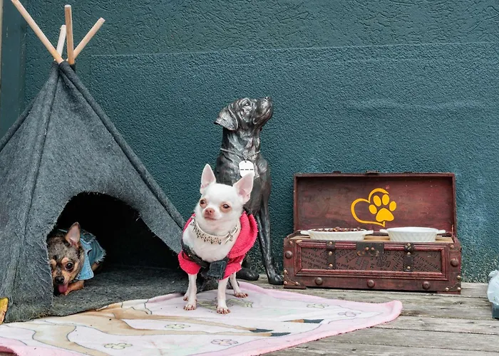 Chihuahua's Oetscher Apartment, But People Are Also Very Welcome In Our Eco-friendly Resort! * ラッケンホーフ